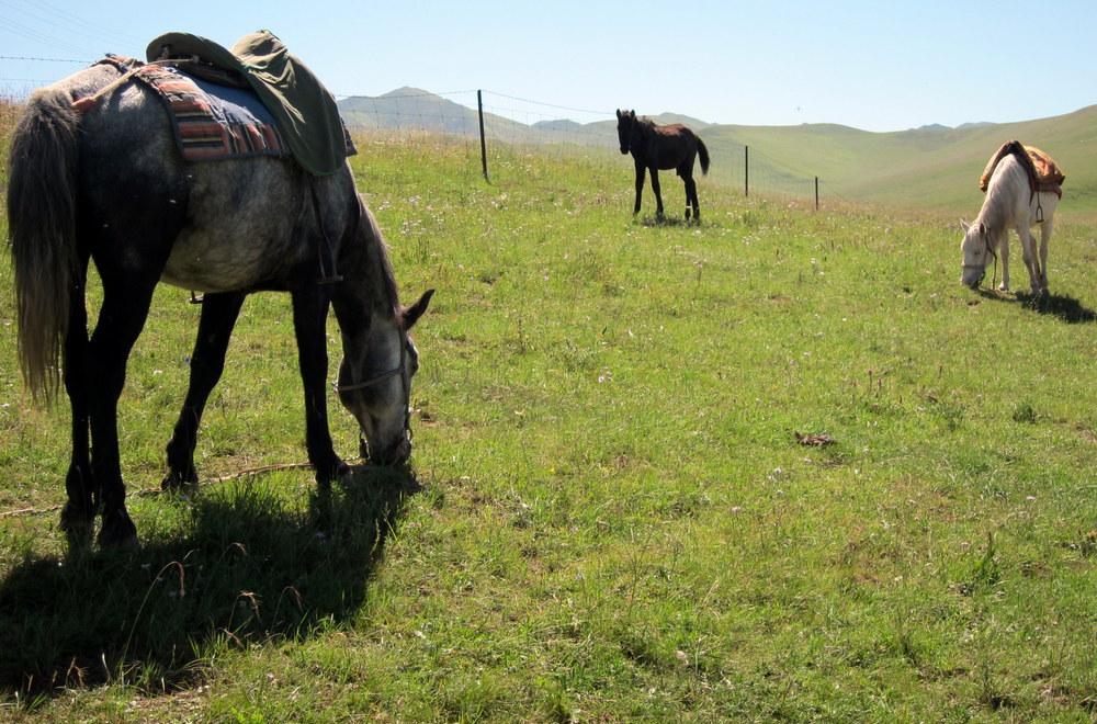 Horses taking a break in the fields of Gansu Province